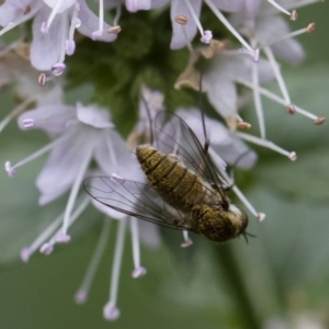 Geron sp. (genus) at Michelago, NSW - 22 Mar 2019