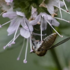 Geron sp. (genus) at Michelago, NSW - 22 Mar 2019 01:29 PM