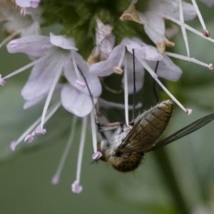 Geron sp. (genus) at Michelago, NSW - 22 Mar 2019