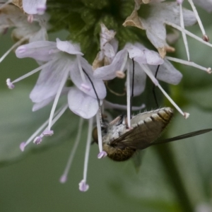 Geron sp. (genus) at Michelago, NSW - 22 Mar 2019 01:29 PM