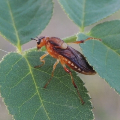 Pseudoperga sp. (genus) (Sawfly, Spitfire) at Paddys River, ACT - 29 Jan 2019 by michaelb