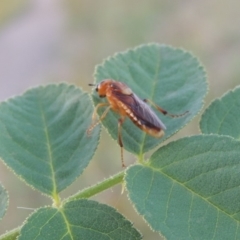 Pseudoperga sp. (genus) at Paddys River, ACT - 29 Jan 2019