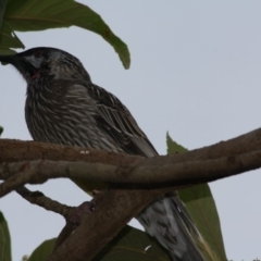 Anthochaera carunculata (Red Wattlebird) at Hughes Grassy Woodland - 22 Apr 2019 by LisaH