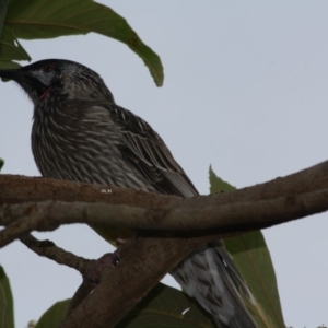 Anthochaera carunculata at Hughes, ACT - 22 Apr 2019