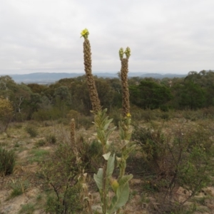 Verbascum thapsus subsp. thapsus at Fadden, ACT - 21 Apr 2019