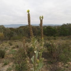 Verbascum thapsus subsp. thapsus (Great Mullein, Aaron's Rod) at Fadden, ACT - 20 Apr 2019 by KumikoCallaway
