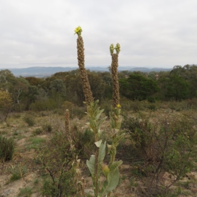 Verbascum thapsus subsp. thapsus (Great Mullein, Aaron's Rod) at Wanniassa Hill - 20 Apr 2019 by KumikoCallaway