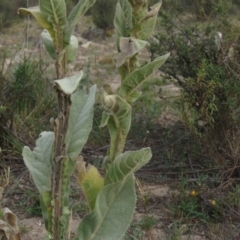 Verbascum thapsus subsp. thapsus at Fadden, ACT - 21 Apr 2019