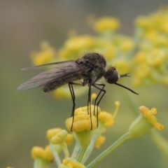 Geron sp. (genus) (Slender Bee Fly) at Gigerline Nature Reserve - 13 Apr 2019 by michaelb