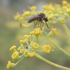 Geron sp. (genus) at Tennent, ACT - 13 Apr 2019 05:52 PM