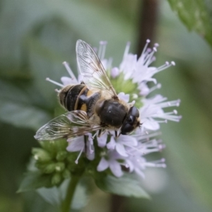 Eristalis tenax at Michelago, NSW - 22 Mar 2019