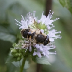 Eristalis tenax at Michelago, NSW - 22 Mar 2019