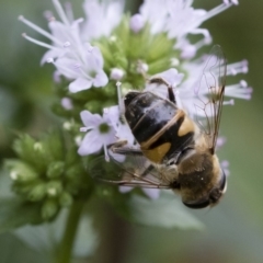 Eristalis tenax at Michelago, NSW - 22 Mar 2019 01:34 PM