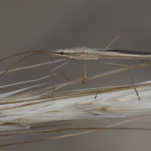 Mutusca brevicornis at Michelago, NSW - 5 Apr 2019