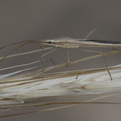 Mutusca brevicornis (A broad-headed bug) at Illilanga & Baroona - 5 Apr 2019 by Illilanga
