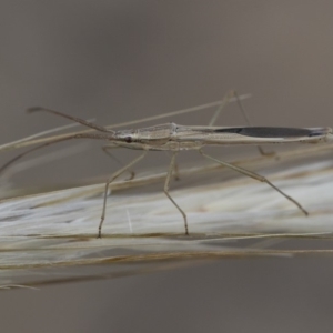 Mutusca brevicornis at Michelago, NSW - 5 Apr 2019