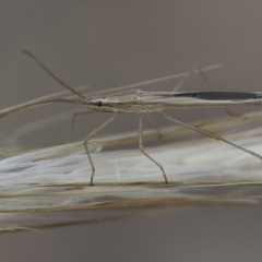 Mutusca brevicornis at Michelago, NSW - 5 Apr 2019