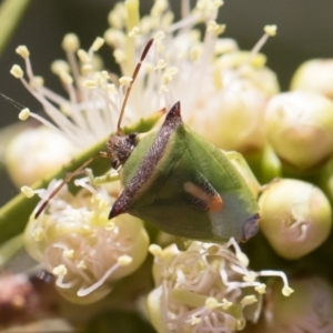 Cuspicona thoracica at Michelago, NSW - 23 Dec 2018