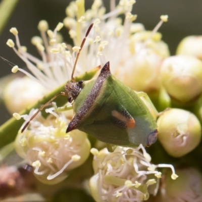 Cuspicona thoracica (Shield bug) at Michelago, NSW - 23 Dec 2018 by Illilanga