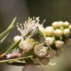 Cuspicona thoracica at Michelago, NSW - 23 Dec 2018