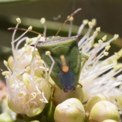 Cuspicona thoracica at Michelago, NSW - 23 Dec 2018 02:26 PM