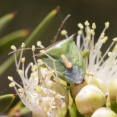 Cuspicona thoracica at Michelago, NSW - 23 Dec 2018 02:26 PM