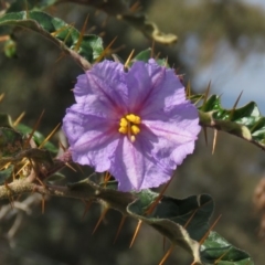 Solanum cinereum (Narrawa Burr) at Wanniassa Hill - 20 Apr 2019 by KumikoCallaway