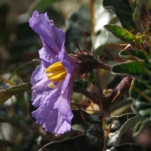 Solanum cinereum at Fadden, ACT - 21 Apr 2019