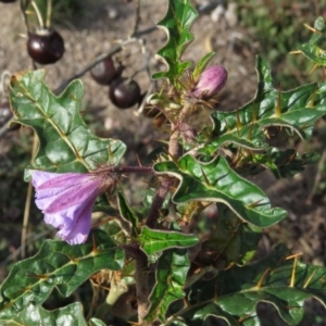 Solanum cinereum at Fadden, ACT - 21 Apr 2019