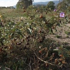 Solanum cinereum at Fadden, ACT - 21 Apr 2019