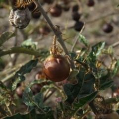 Solanum cinereum at Fadden, ACT - 21 Apr 2019