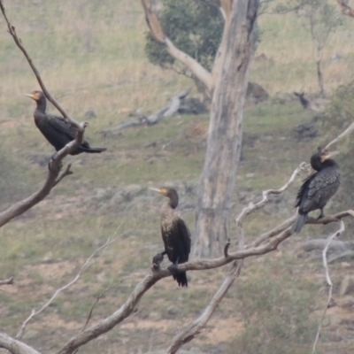 Phalacrocorax carbo (Great Cormorant) at Gigerline Nature Reserve - 13 Apr 2019 by michaelb