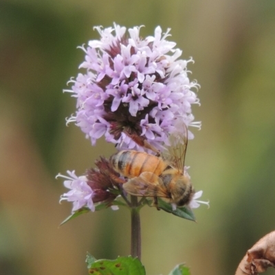 Apis mellifera (European honey bee) at Gigerline Nature Reserve - 13 Apr 2019 by michaelb