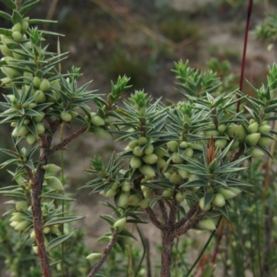 Melichrus urceolatus (Urn Heath) at Wanniassa Hill - 20 Apr 2019 by KumikoCallaway