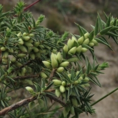 Melichrus urceolatus at Fadden, ACT - 21 Apr 2019