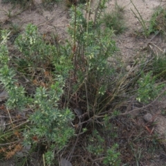 Melichrus urceolatus at Fadden, ACT - 21 Apr 2019