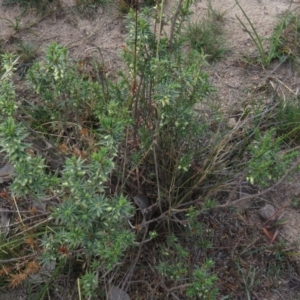 Melichrus urceolatus at Fadden, ACT - 21 Apr 2019