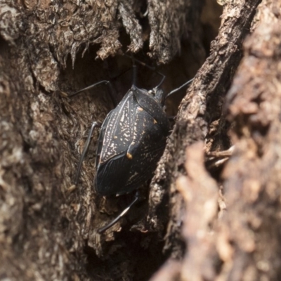 Poecilometis patruelis (Gum Tree Shield Bug) at Michelago, NSW - 18 Apr 2019 by Illilanga