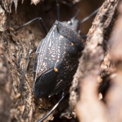 Poecilometis patruelis at Michelago, NSW - 18 Apr 2019