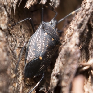 Poecilometis patruelis at Michelago, NSW - 18 Apr 2019