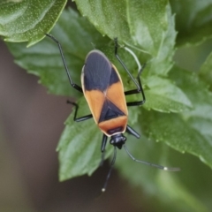 Dindymus versicolor (Harlequin Bug) at Illilanga & Baroona - 5 Apr 2019 by Illilanga