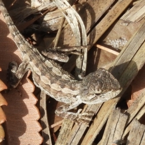 Amphibolurus muricatus at Guerilla Bay, NSW - 18 Apr 2019