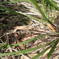 Amphibolurus muricatus at Guerilla Bay, NSW - 18 Apr 2019