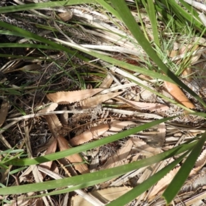 Amphibolurus muricatus at Guerilla Bay, NSW - 18 Apr 2019 11:20 AM