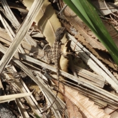 Amphibolurus muricatus at Guerilla Bay, NSW - 18 Apr 2019