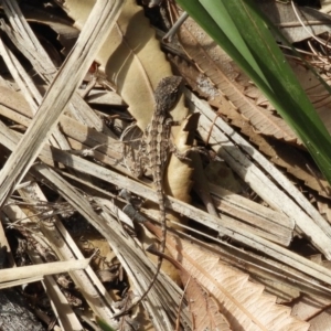 Amphibolurus muricatus at Guerilla Bay, NSW - 18 Apr 2019 11:20 AM