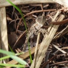 Amphibolurus muricatus at Guerilla Bay, NSW - 18 Apr 2019 11:20 AM