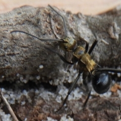 Polyrhachis semiaurata (A golden spiny ant) at Guerilla Bay, NSW - 18 Apr 2019 by Christine