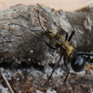 Polyrhachis semiaurata at Guerilla Bay, NSW - 18 Apr 2019 12:26 PM