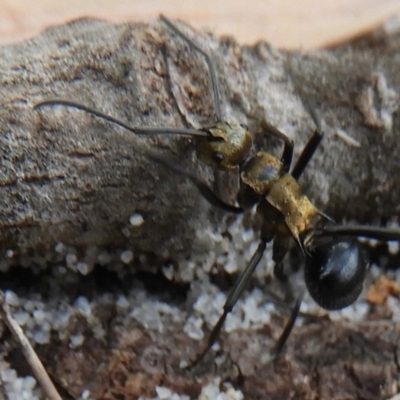 Polyrhachis semiaurata (A golden spiny ant) at Guerilla Bay, NSW - 18 Apr 2019 by Christine